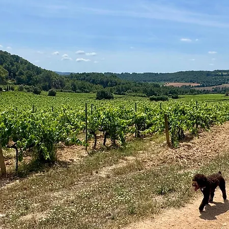 Entre Vinas Vil·la Lavid
